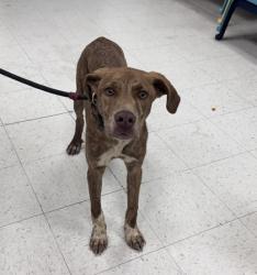 Shelter Stray Male Dog last seen Gulfport, MS , Gulfport, MS 39501