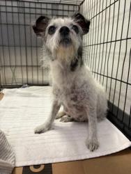 Shelter Stray Female Dog last seen Harrison County, MS , Gulfport, MS 39501