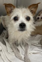 Shelter Stray Female Dog last seen Harrison County, MS , Gulfport, MS 39501