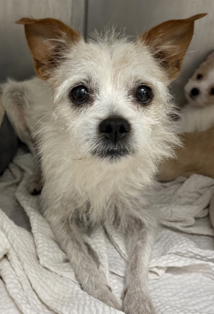 Shelter Stray Female Dog last seen Harrison County, MS , Gulfport, MS 39501