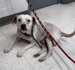 Shelter Stray Unknown Dog last seen Biloxi, MS , Gulfport, MS 39501