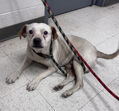 Shelter Stray Unknown Dog last seen Biloxi, MS , Gulfport, MS 39501