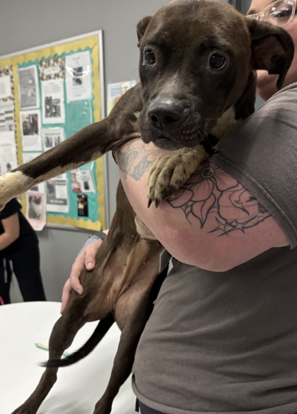 Shelter Stray Female Dog last seen Gulfport, MS , Gulfport, MS 39501