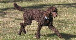 Reunited Male Dog last seen Near Stonycreek Dr , Oklahoma City, OK 73132