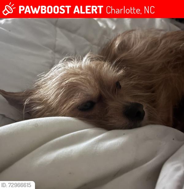 Lost Male Dog last seen Walking Hoskins rd , Charlotte, NC 28208