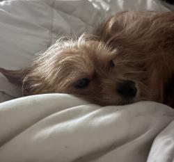 Lost Male Dog last seen Walking Hoskins rd , Charlotte, NC 28208