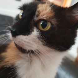 Reunited Female Cat last seen The square , West Midlands, England WV2