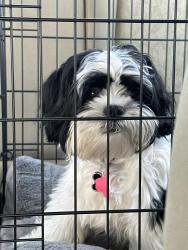 Lost Male Dog last seen Esk River Trail and Cooper Ravine/Landsowne, Harris County, TX 77449