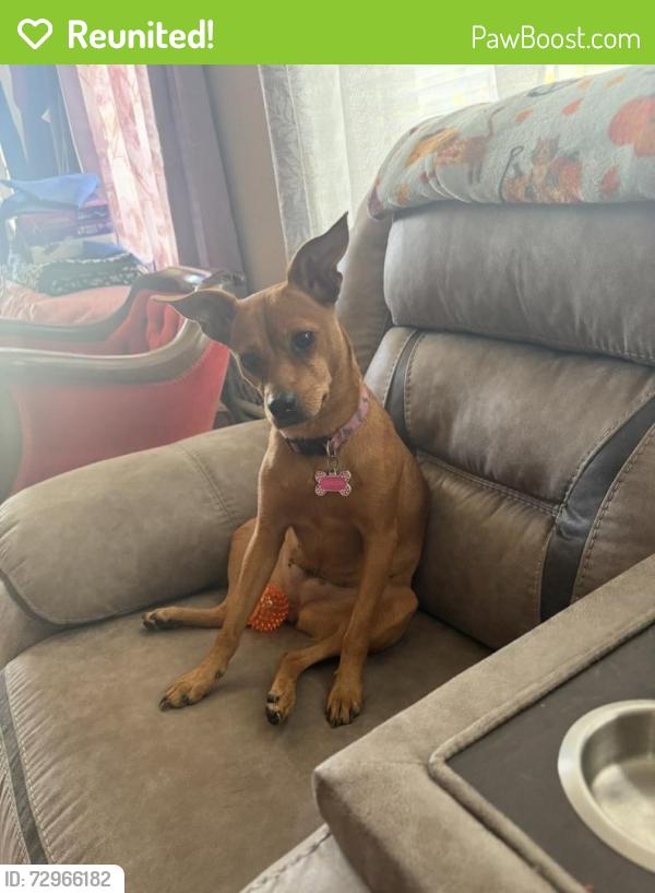 Reunited Female Dog last seen Judson Rs , San Antonio, TX 78233
