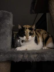 Reunited Female Cat last seen Friendship Gas Station, Wakeman, OH 44826