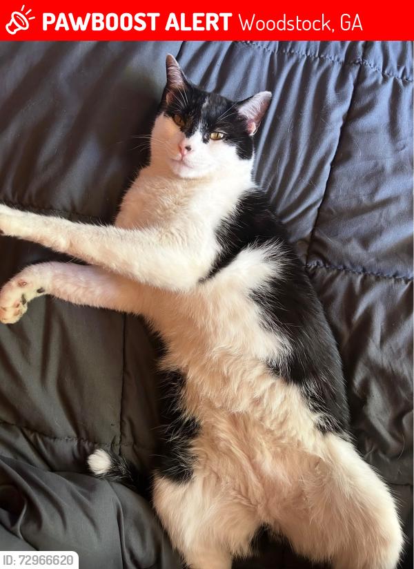 Lost Male Cat last seen jefferson drive , Woodstock, GA 30188