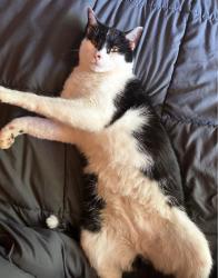Lost Male Cat last seen jefferson drive , Woodstock, GA 30188