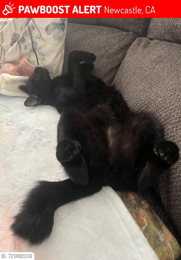 Lost Male Cat last seen Terrace Drive, Newcastle, CA 95658
