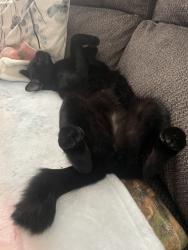 Lost Male Cat last seen Terrace Drive, Newcastle, CA 95658