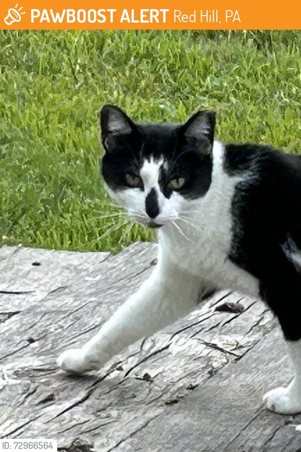 Found/Stray Unknown Cat last seen Upper Hanover twp, PA 18073, Red Hill, PA 18073