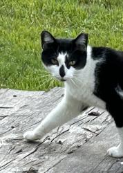 Found/Stray Unknown Cat last seen Upper Hanover twp, PA 18073, Red Hill, PA 18073