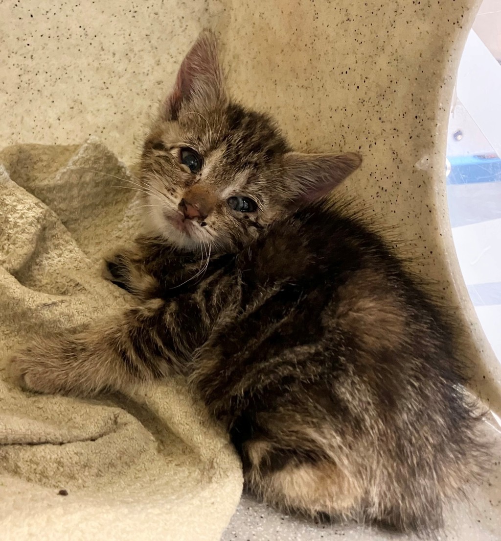 Shelter Stray Female Cat last seen Near Lockman Avenue, STATEN ISLAND, NY, 10303, Staten Island, NY 10309
