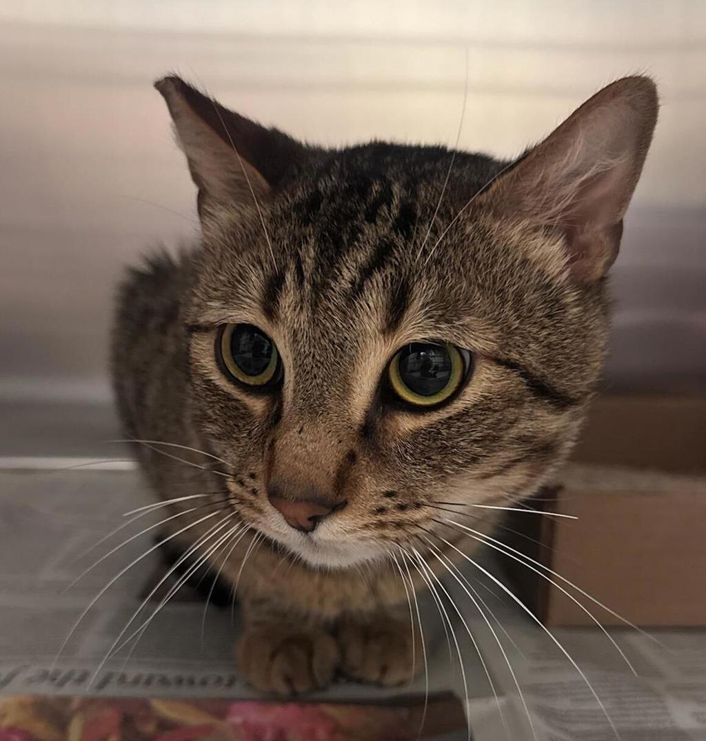 Shelter Stray Male Cat last seen Near Civic Center Drive, Poway, CA, 92064, San Diego, CA 92110