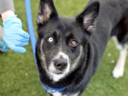 Shelter Stray Female Dog last seen Near Brooklyn Avenue, BROOKLYN, NY, 11210, New York, NY 10029