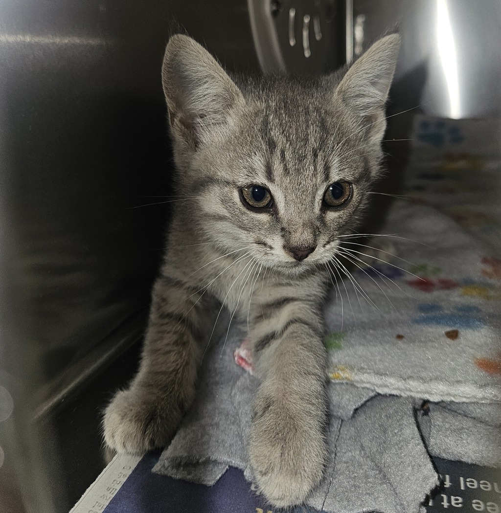 Shelter Stray Unknown Cat last seen Near Thorn Street, San Diego, CA, 92105, San Diego, CA 92110