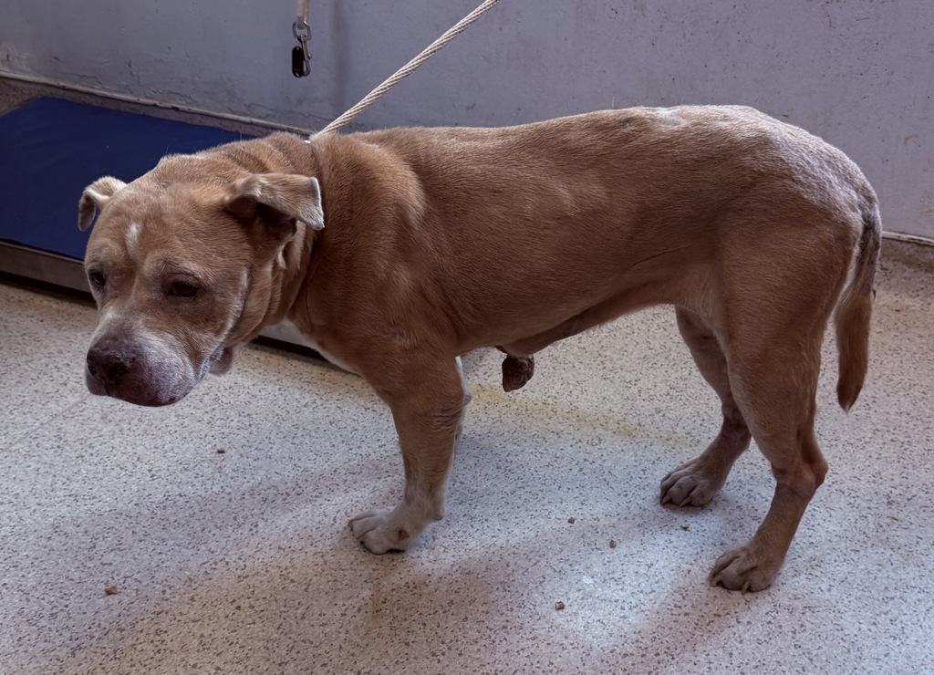 Shelter Stray Female Dog last seen near Barretto Park on the street, BRONX, NY, 10474, New York, NY 10029