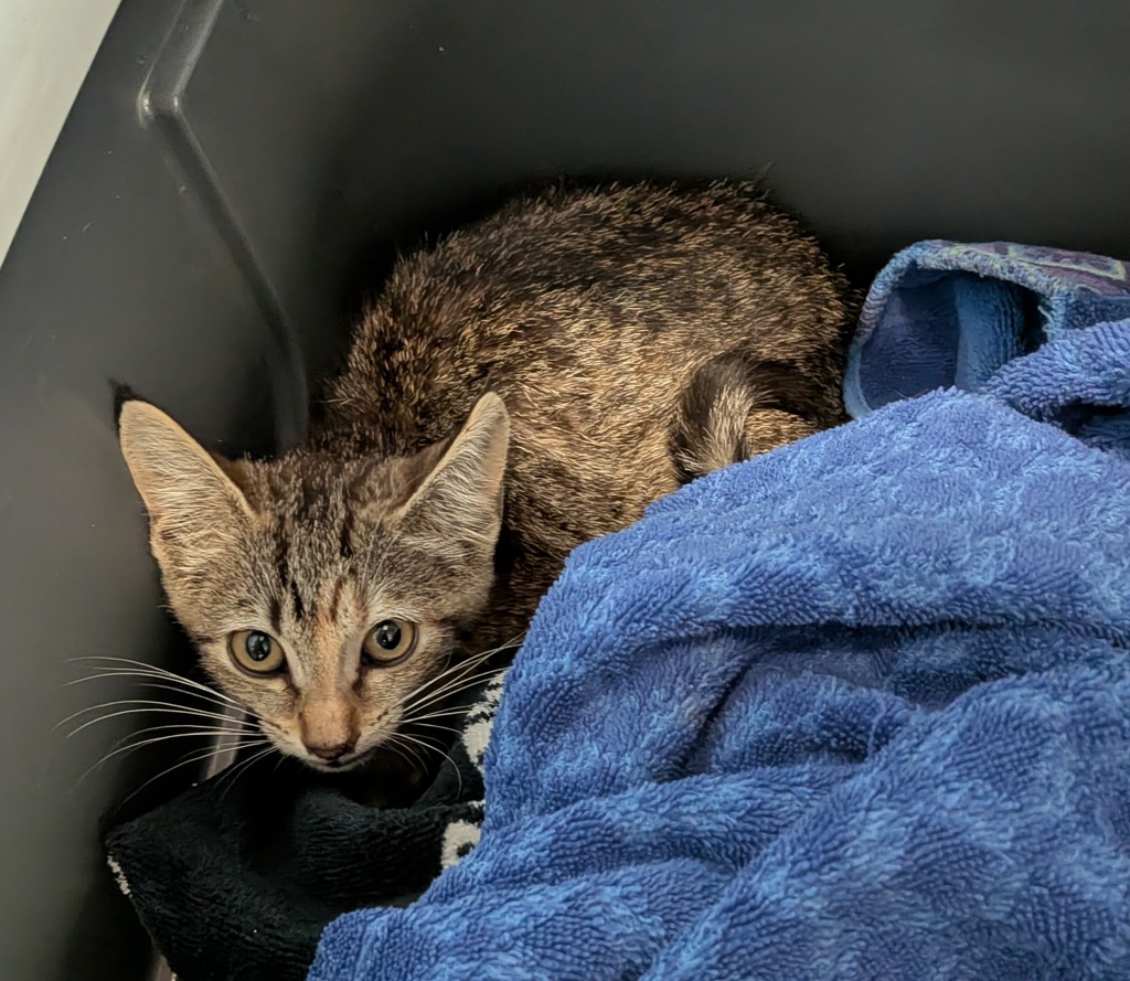 Shelter Stray Female Cat last seen Near 43rd Street, San Diego, CA, 92105, San Diego, CA 92110