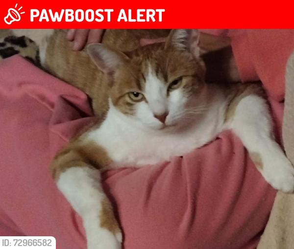 Lost Female Cat last seen Marshall Road , El Dorado County, CA 95635