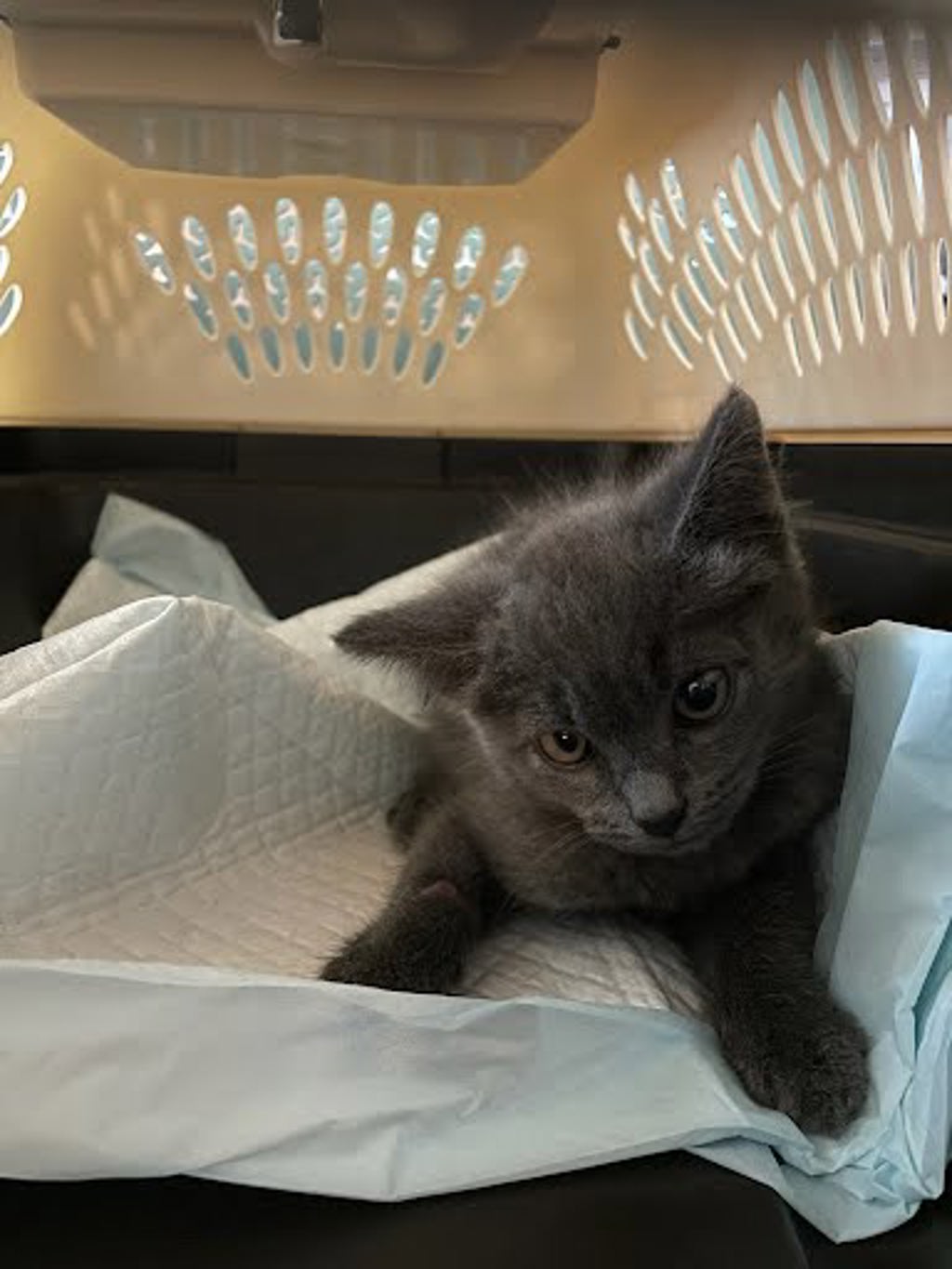 Shelter Stray Female Cat last seen WHEELESS LANE AND GASTON PLACE, AUSTIN, TX, 78723, Austin, TX 78702