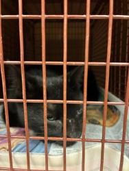 Shelter Stray Unknown Cat last seen Near N Lamar Boulevard, AUSTIN, TX, 78753, Austin, TX 78702