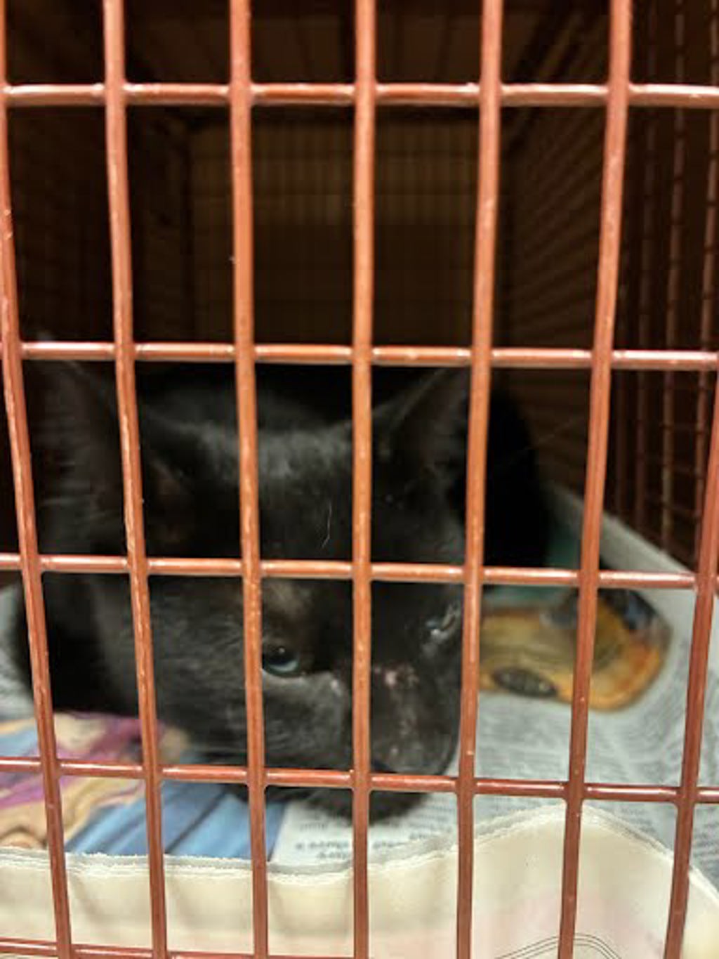 Shelter Stray Unknown Cat last seen Near N Lamar Boulevard, AUSTIN, TX, 78753, Austin, TX 78702