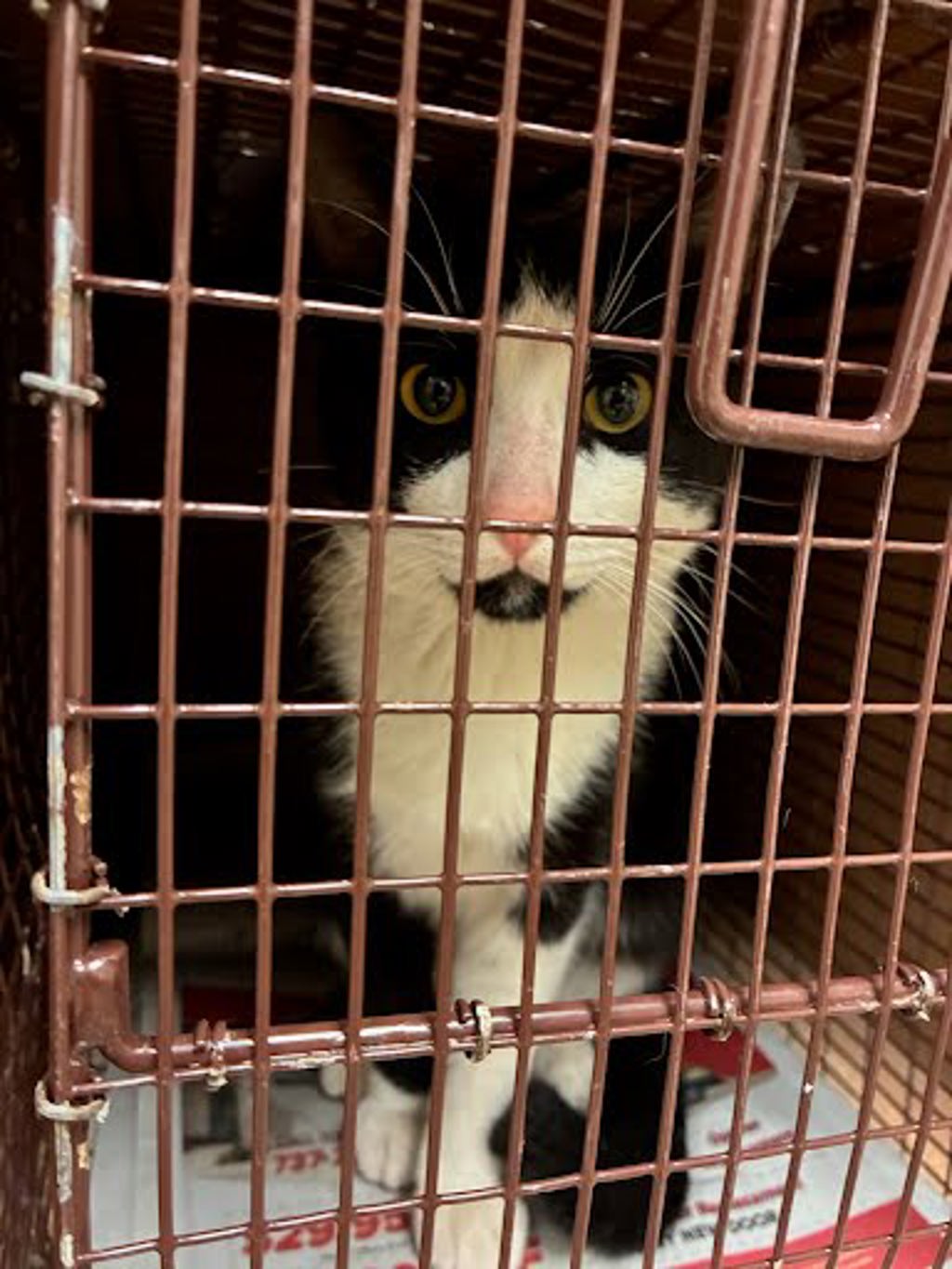 Shelter Stray Unknown Cat last seen Near N Lamar Boulevard, AUSTIN, TX, 78753, Austin, TX 78702