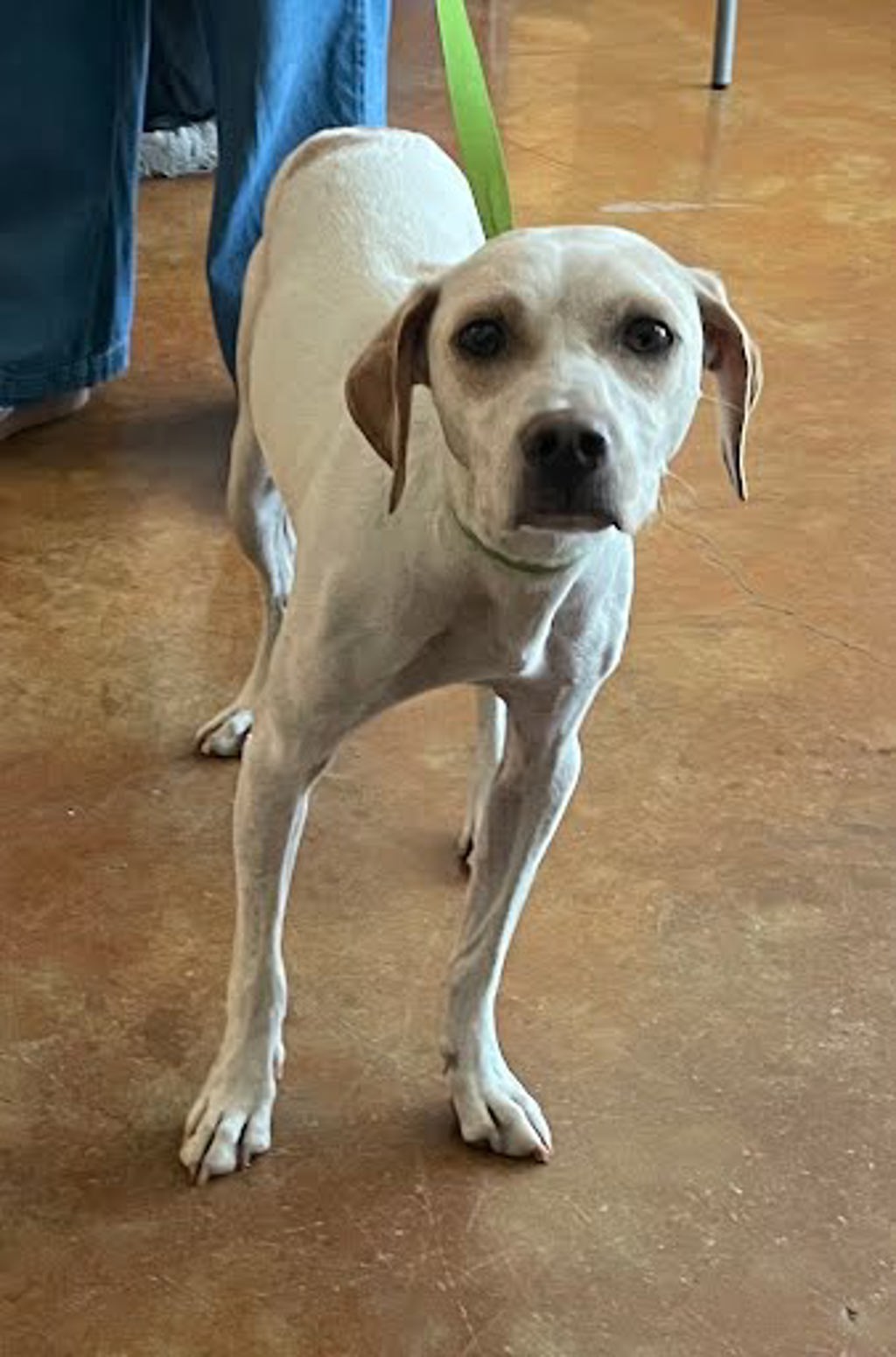 Shelter Stray Unknown Dog last seen Justin Lane, AUSTIN, TX, 78757, Austin, TX 78702