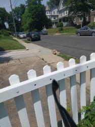 Found/Stray Unknown Dog last seen North 10th Street and 66th Avenue, Philadelphia, PA 19126