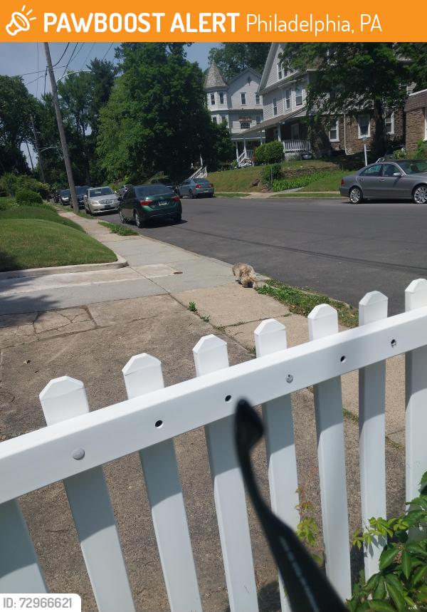 Found/Stray Unknown Dog last seen North 10th Street and 66th Avenue, Philadelphia, PA 19126