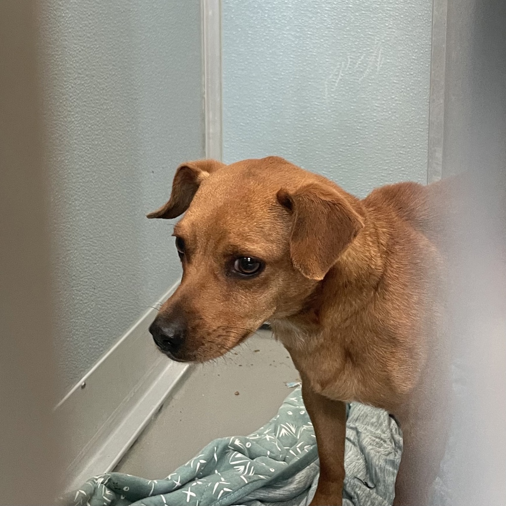 Shelter Stray Male Dog last seen Near Maury Street, DES MOINES, IA, 50317, Des Moines, IA 50313