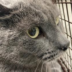 Shelter Stray Unknown Cat last seen E 14th & grand, DES MOINES, IA, 50309, Des Moines, IA 50313