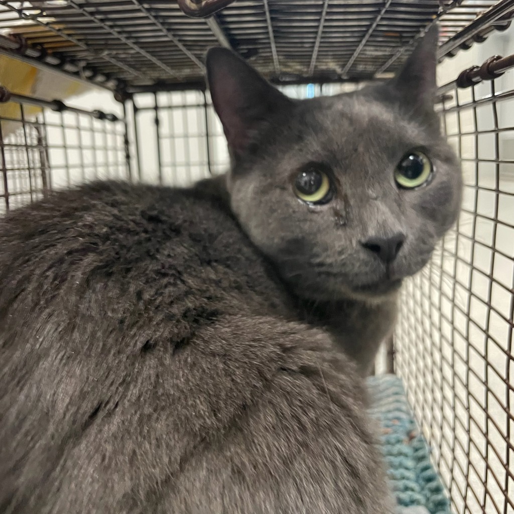 Shelter Stray Unknown Cat last seen E 14th & grand, DES MOINES, IA, 50309, Des Moines, IA 50313