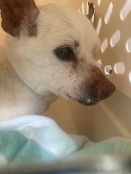 Shelter Stray Male Dog last seen NE wygant and williams, Troutdale, OR 97060