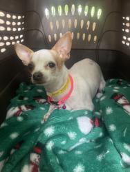 Shelter Stray Male Dog last seen NE fremont/33, Troutdale, OR 97060
