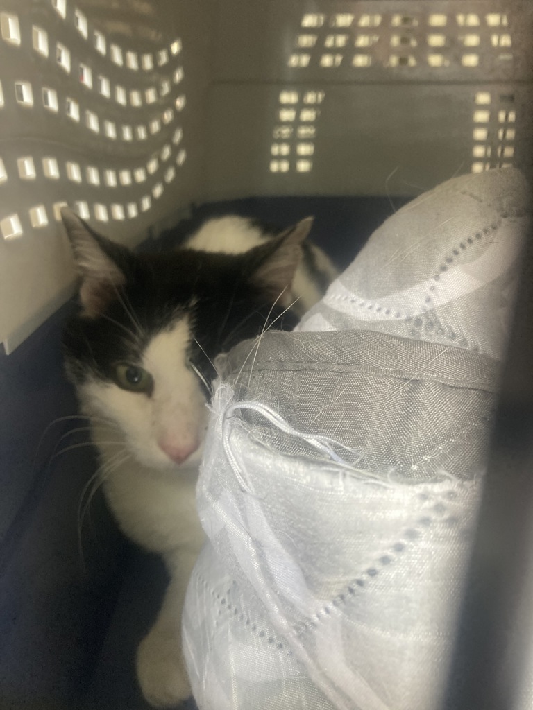 Shelter Stray Male Cat last seen 176th/division, OR, Troutdale, OR 97060