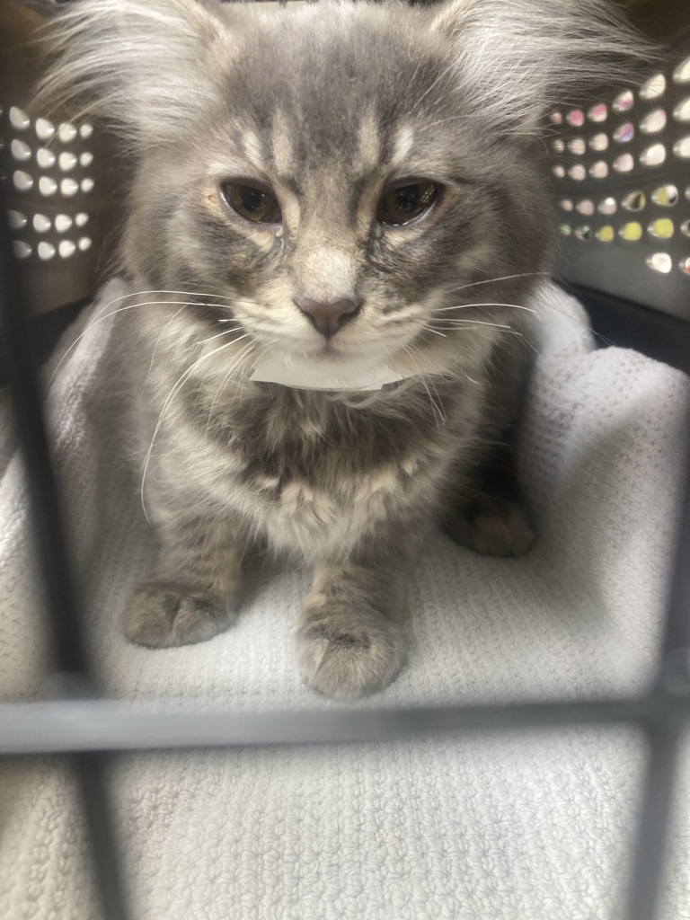 Shelter Stray Female Cat last seen NW Hoyt/6th, OR, Troutdale, OR 97060