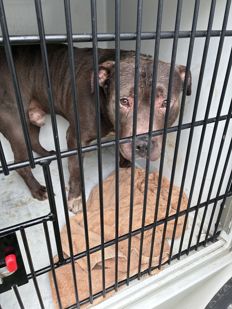 Shelter Stray Male Dog last seen 134th/Powell, OR, Troutdale, OR 97060