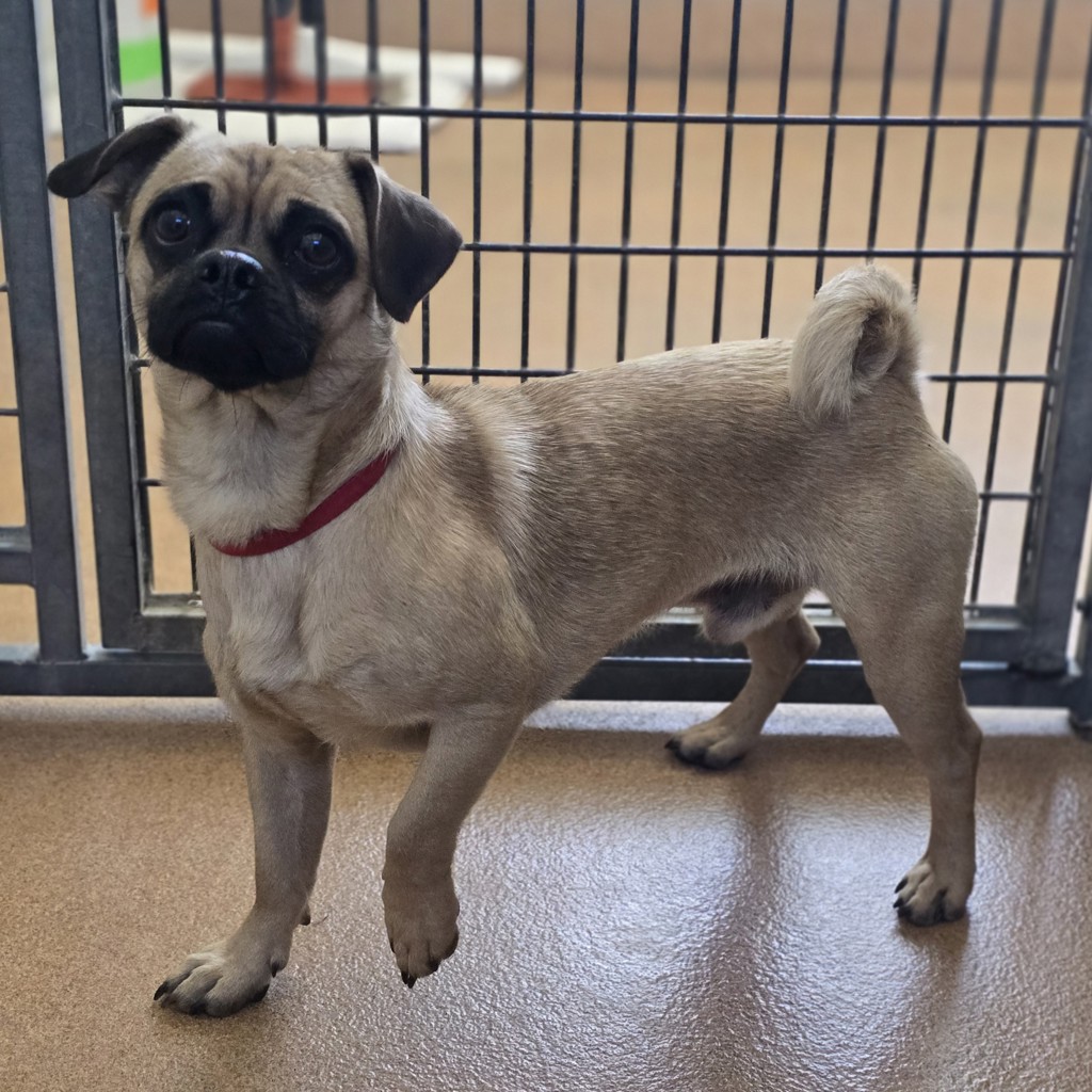 Shelter Stray Female Dog last seen Near Wisteria Way, LIVERMORE, CA, 94551, Oakland, CA 94621
