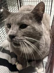 Shelter Stray Male Cat last seen NC, Raleigh, NC 27610