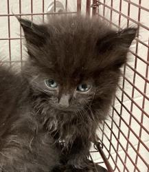 Shelter Stray Male Cat last seen Near Davie Street, RALEIGH, NC, 27610, Raleigh, NC 27610