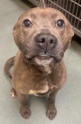 Shelter Stray Male Dog last seen NC, Raleigh, NC 27610