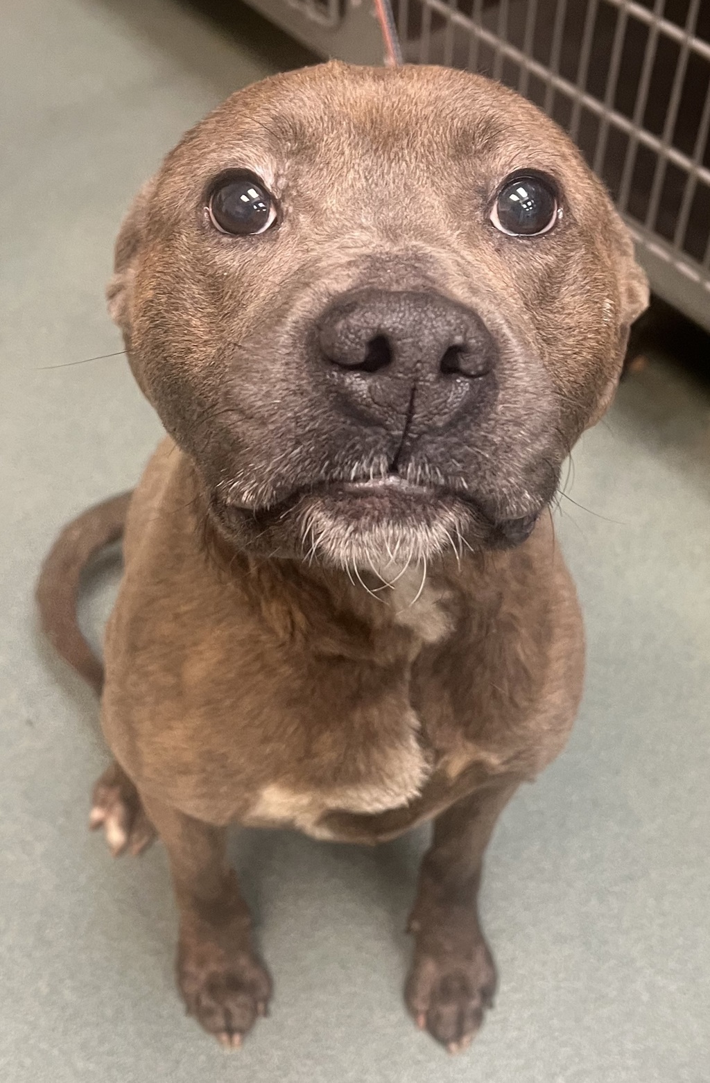 Shelter Stray Male Dog last seen NC, Raleigh, NC 27610
