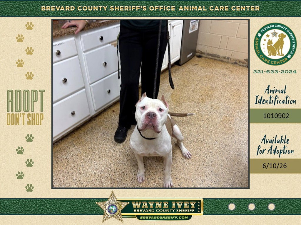 Shelter Stray Female Dog last seen FL, Melbourne, FL 32934