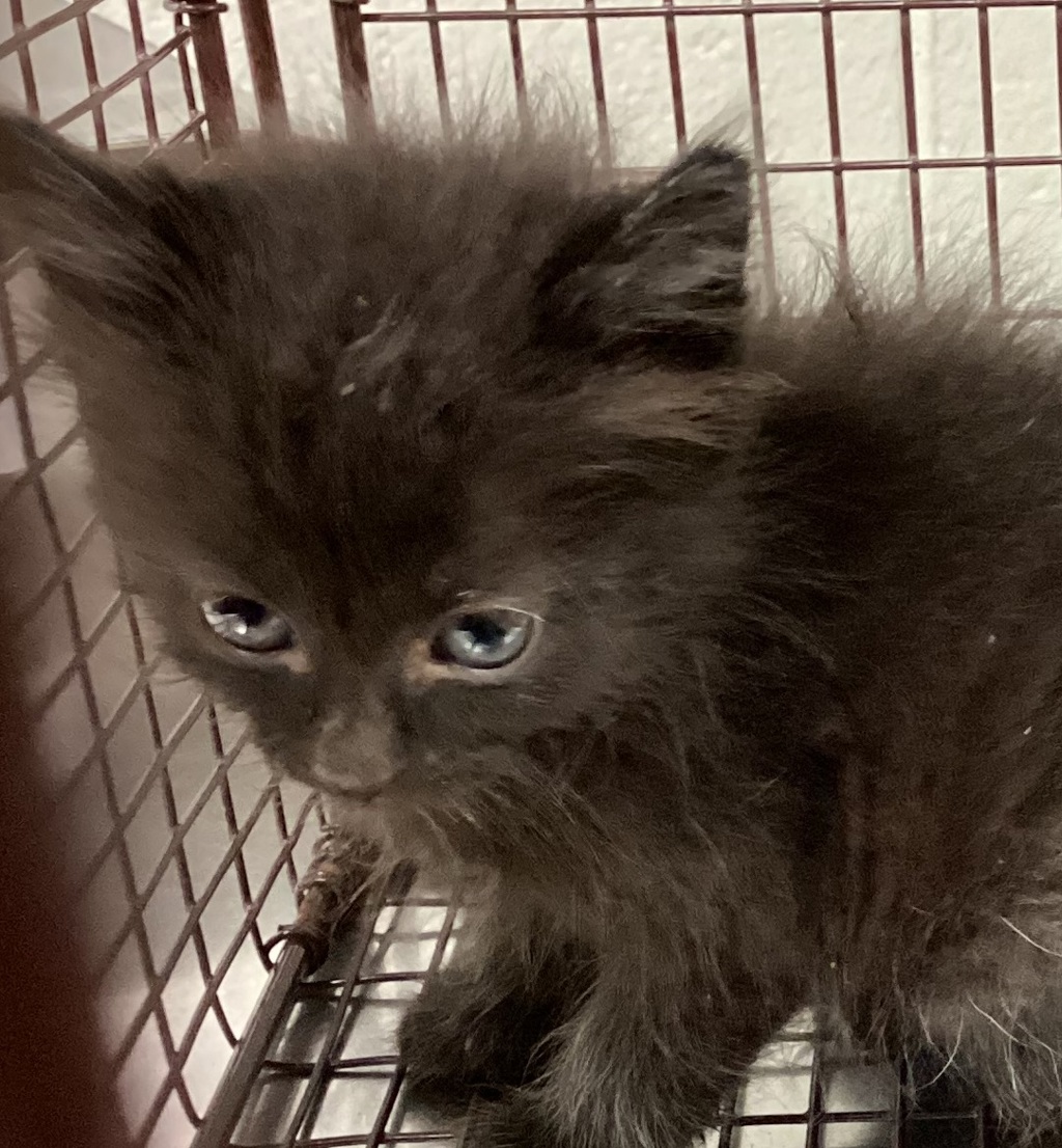 Shelter Stray Male Cat last seen Near Davie Street, RALEIGH, NC, 27610, Raleigh, NC 27610