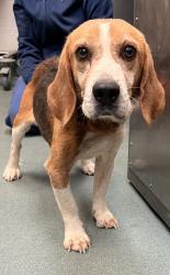 Shelter Stray Male Dog last seen NC, Raleigh, NC 27610